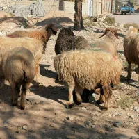 فروش 36گله میش داشتی ابستن و بره دار بختیاری|حیوانات مزرعه|کازرون, |دیوار