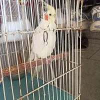 عروس هلندی