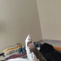 عروس هلندی گمشده|حیوانات|رباط‌کریم, رباط‌کریم|دیوار