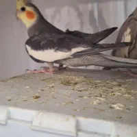 عروس هلندی با قفس