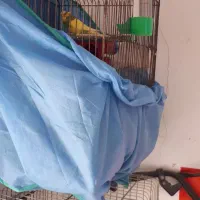 مرغ عشق و فنج