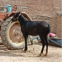 اسب یک و نیم ساله مادیان|اسب و تجهیزات اسب‌سواری|اردبیل, |دیوار