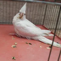 آلبینو چشم شرابی