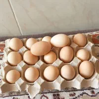 تخم مرغ نطفه دار لاری