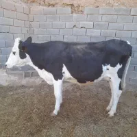یه راس گاو شکم دوم، ۶ماه ابستن،شیر ۱۵ تا۱۹کیلو|حیوانات مزرعه|نوبران, |دیوار