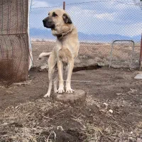 سگ عراقی نژاد دار