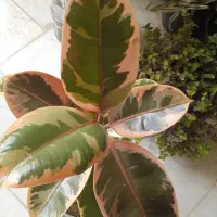 گل شیک کم نور ۵۰ببر|گل و گیاه طبیعی|بروجرد, |دیوار