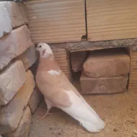 کفتر شازده زرد|پرنده|اردکان, |دیوار