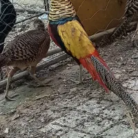 مرغ تزیینی|پرنده|بیرجند, |دیوار