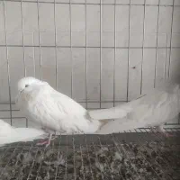 خرید و فروش کبوتر تک و تعداد