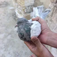 صدادار|پرنده|مسجد سلیمان, |دیوار
