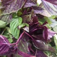 سبزی بسته بندی کوکویی کوفته ای پلویی خوردن|خوردنی و آشامیدنی|گرگان, |دیوار