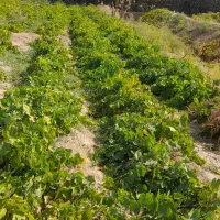 ریشه یکساله کشمش ضمانتی