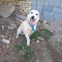 سگ پا کوتاه