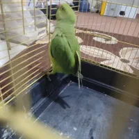 طوطی ملنگو|پرنده|بندرعباس, |دیوار