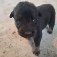 توله ژرمن|سگ|سنگر, |دیوار