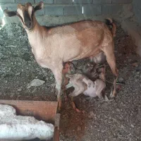 بز دوقلو|حیوانات مزرعه|بندرعباس, |دیوار