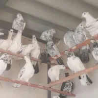 کفترگرویی|پرنده|کاشان, شهرک صنعتی کویر|دیوار