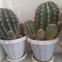 کاکتوس کمیاب|گل و گیاه طبیعی|بروجرد, |دیوار