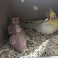 چند جفت عروس هلندی یا پاریس مولد به همراه جوجه
