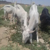 ۲عدد نربز بز ماده  گلابی