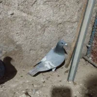 پلاکی رگ سفید|پرنده|برازجان, |دیوار