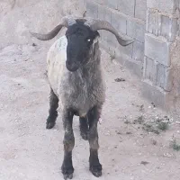 بره قوچ بذری کر سوز و کر سیاه
