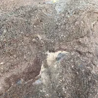 خاک گل کود|گل و گیاه طبیعی|گلبهار, شهر جدید گلبهار|دیوار