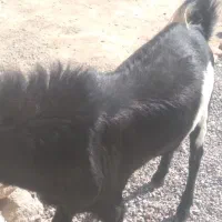 پاچن وبز فروشی۲۴|حیوانات مزرعه|خاش, |دیوار