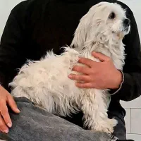 سگ اپارتمانی|سگ|اراک, |دیوار