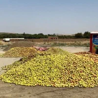 خرید زیر درختی در باغ با پول نقد با بالاترین قیمت|عمده‌فروشی|اشنویه, |دیوار