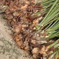 پاجوش نخل قصب