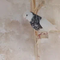 طوقی نر کبوتر