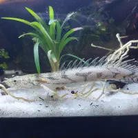 ماهی پولی پتروس و کت اسپرت