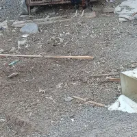 یک عدد خروس به فروش می‌رسد