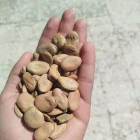 باقله با کیفیت هیستال