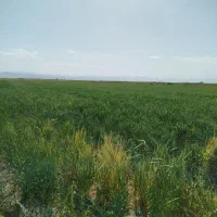 5تا انبار کاه جو