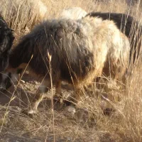 میش داشتی(بز بره قوچ)|حیوانات مزرعه|کوهرنگ, |دیوار