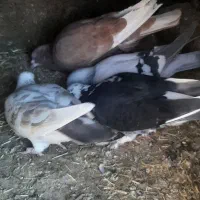 کفتر پرشی|پرنده|فیروزه, |دیوار