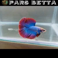 فایتر هافمون تایلندی|ماهی|فردیس, شهرک راه آهن|دیوار