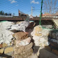 کبوتر هفت رنگ