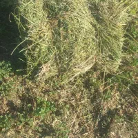 یونجه پرس|عمدهفروشی|قلعه گنج, |دیوار