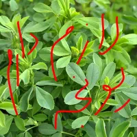 یونجه|لوازم جانبی حیوانات|شوشتر, |دیوار