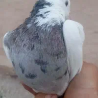 ساعت
