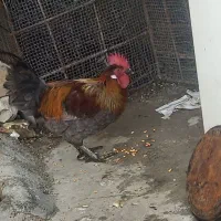 خروس درجه یک ۵ رنگ و زیبا