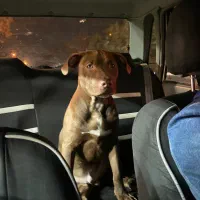 سگ بادیگارد|سگ|مشهد, حسین‌آباد|دیوار