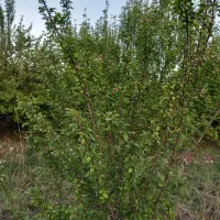 خانه-اجاره-ای-روزانه-روستای-تنگ-سریز