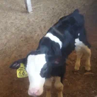 دو راس گوساله سوپر سیمینتال نر