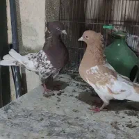 جفت کله و سینه کبوتر