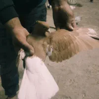 زرد دم سفید ماده